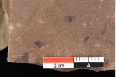 Foto (Detailansicht) von Betula cf. dryadum Brongniart (NHMW-GEO-2024-0188-0725)